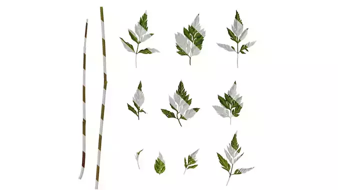 Anydrafts Torilis scabra Leaf 03