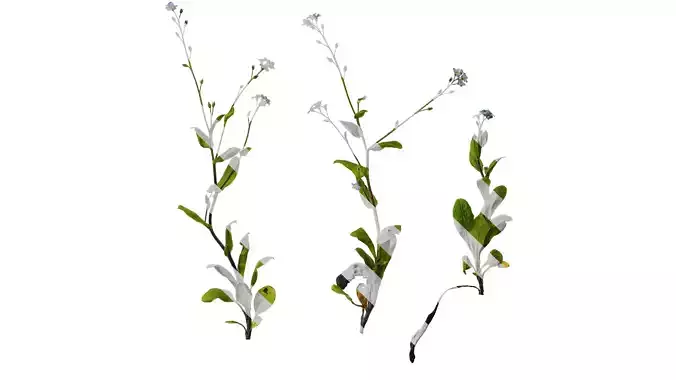 Anydrafts Trigonotis peduncularis Atlas 03