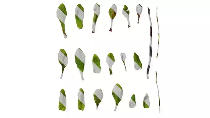 Anydrafts Trigonotis peduncularis Leaf 01