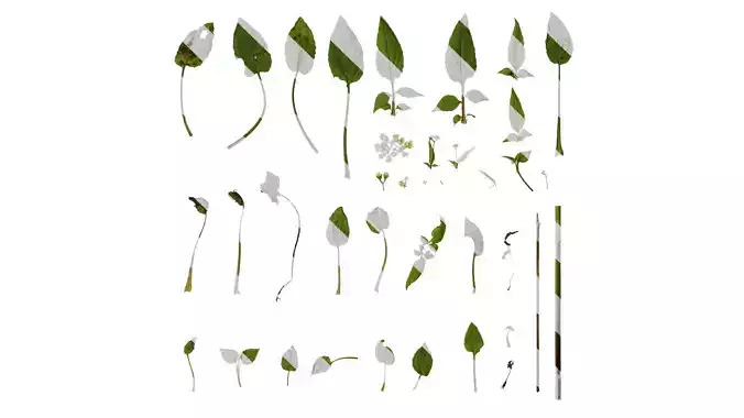 Anydrafts Valeriana officinalis Atlas 01