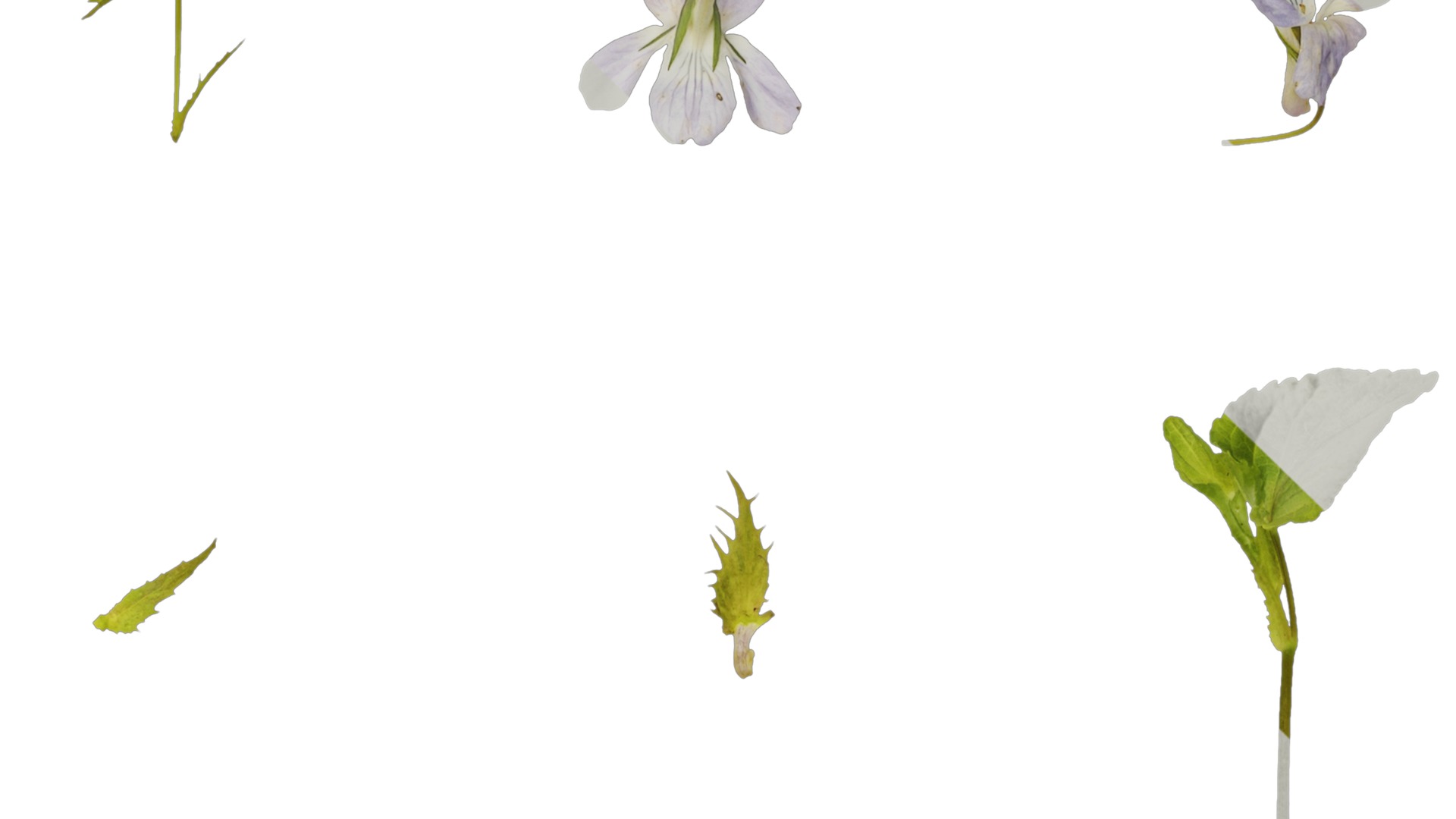 Anydrafts Viola grypoceras Atlas 02 Texture_5