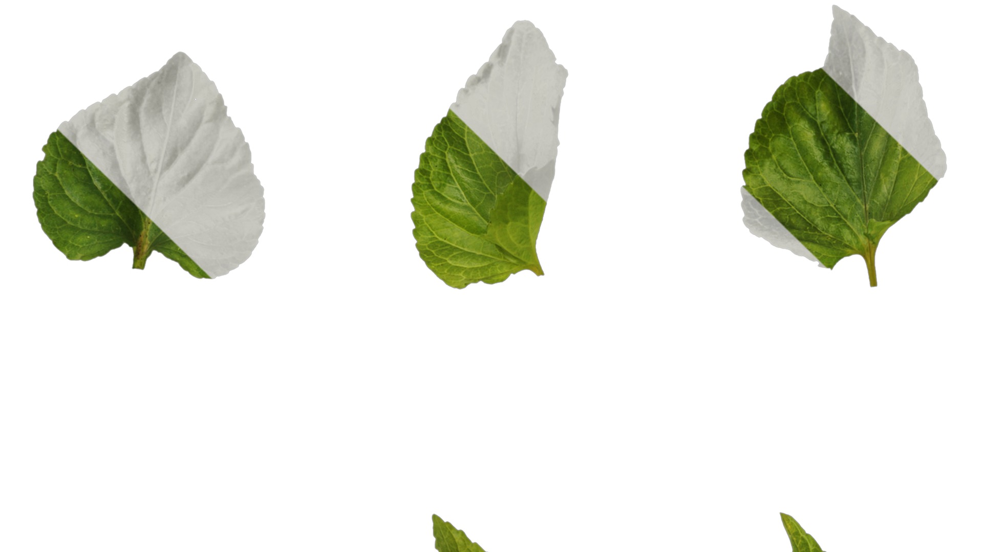 Anydrafts Viola grypoceras Atlas 02 Texture_1