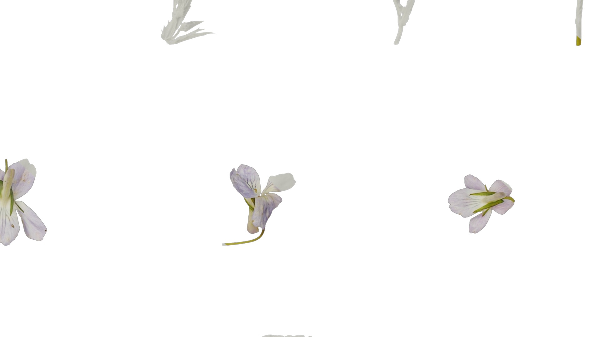 Anydrafts Viola grypoceras Atlas 02 Texture_7