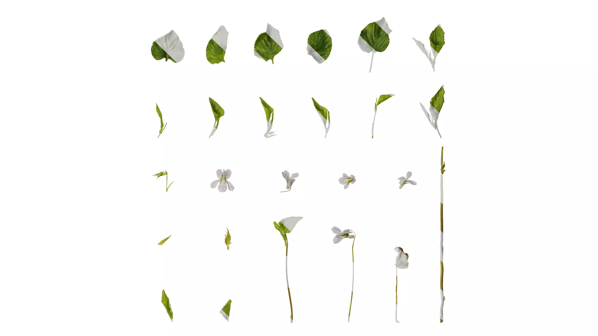 Anydrafts Viola grypoceras Atlas 02 Texture_0