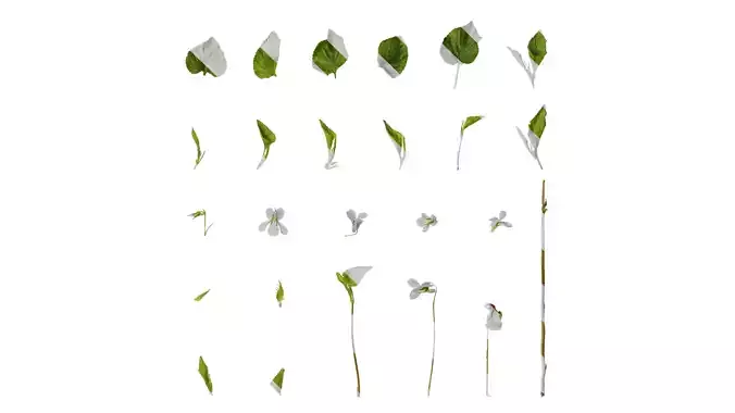 Anydrafts Viola grypoceras Atlas 02