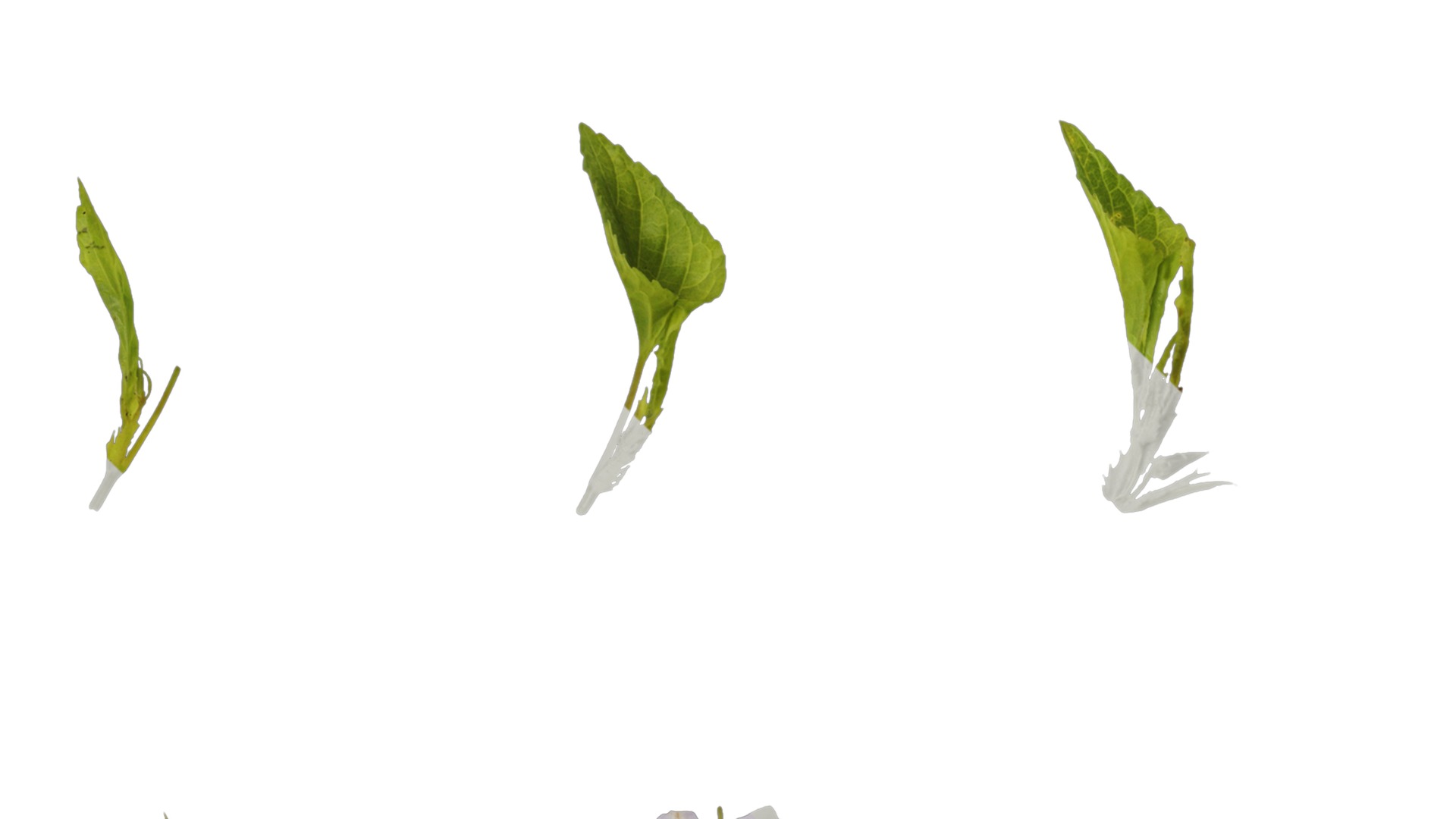 Anydrafts Viola grypoceras Atlas 02 Texture_3