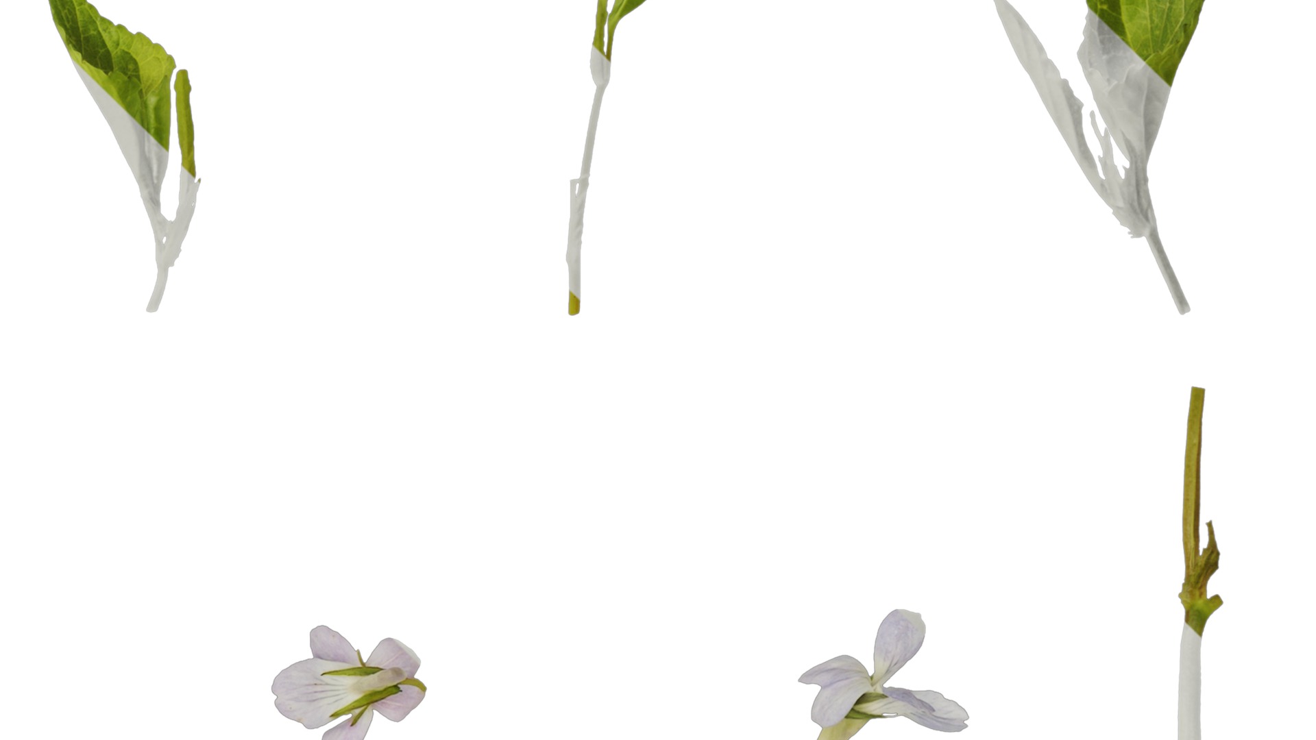 Anydrafts Viola grypoceras Atlas 02 Texture_4