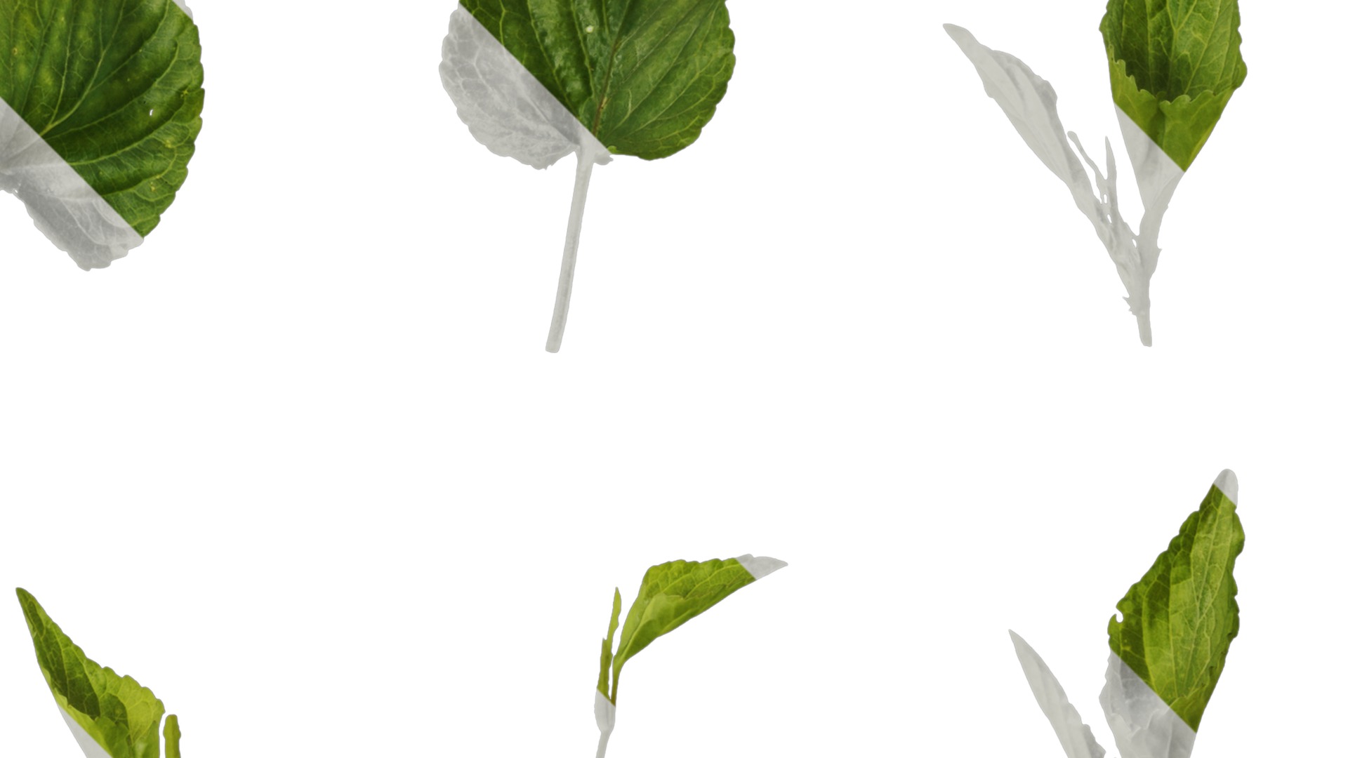 Anydrafts Viola grypoceras Atlas 02 Texture_2