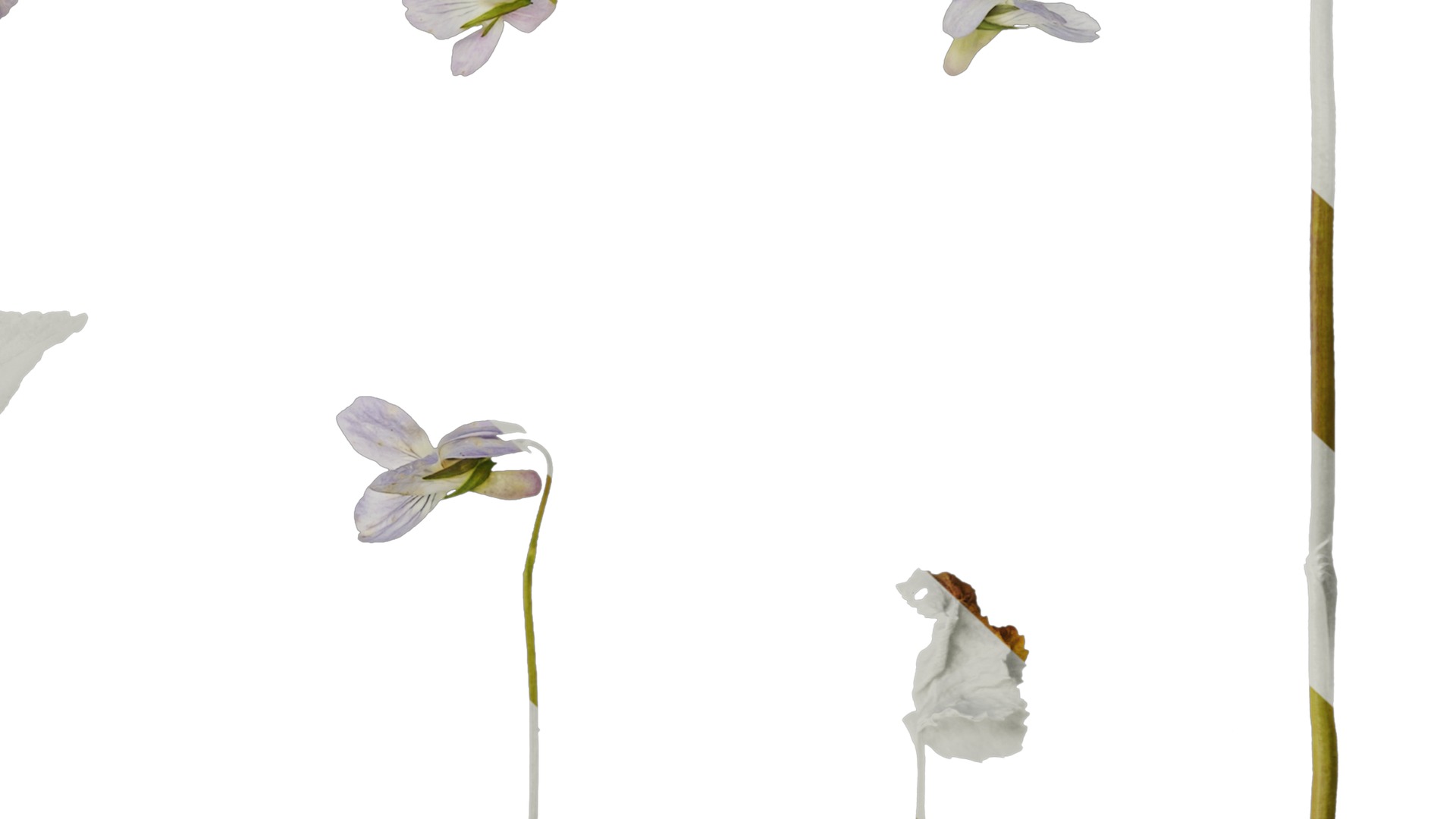 Anydrafts Viola grypoceras Atlas 02 Texture_6