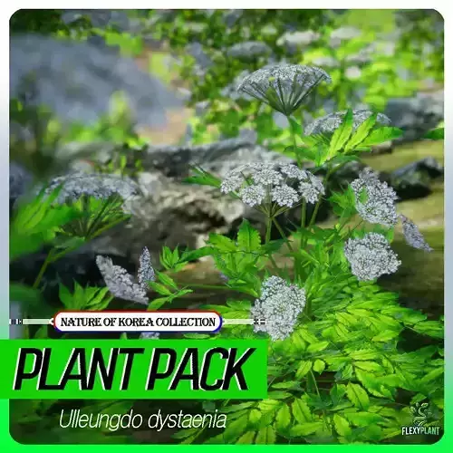 Korean Endemic Species Plant - 4 Ullengdo dystaenia Flower