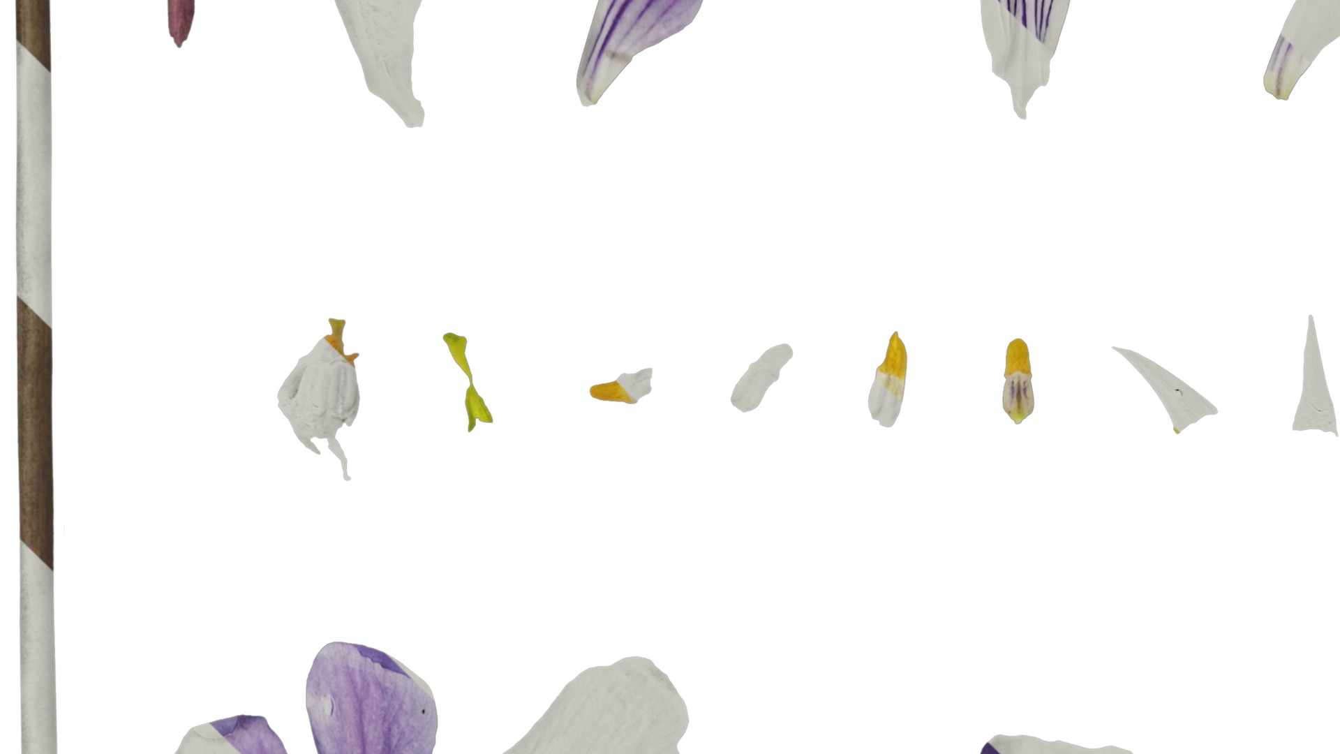 Anydrafts Viola philippica Flower 01 Texture_5