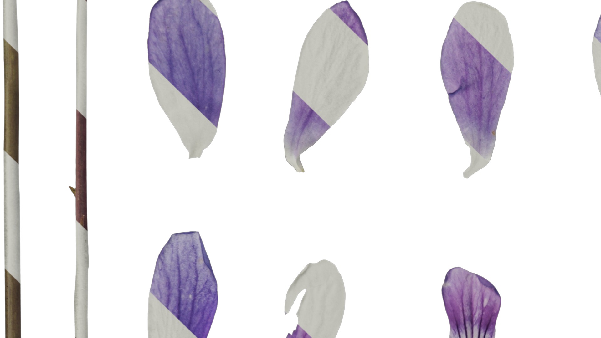 Anydrafts Viola philippica Flower 01 Texture_3