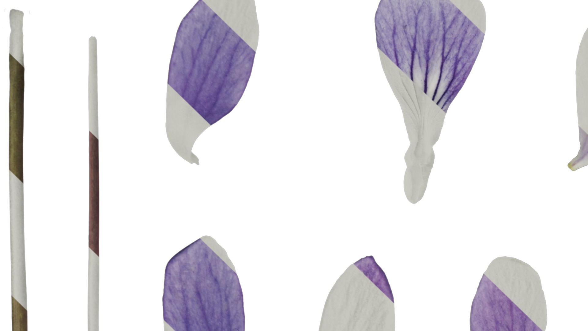 Anydrafts Viola philippica Flower 01 Texture_1