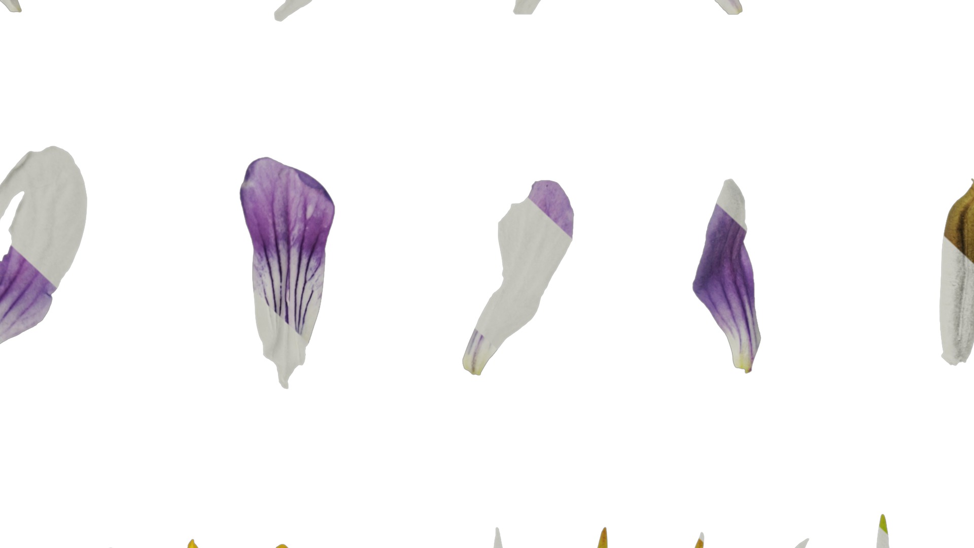 Anydrafts Viola philippica Flower 01 Texture_7