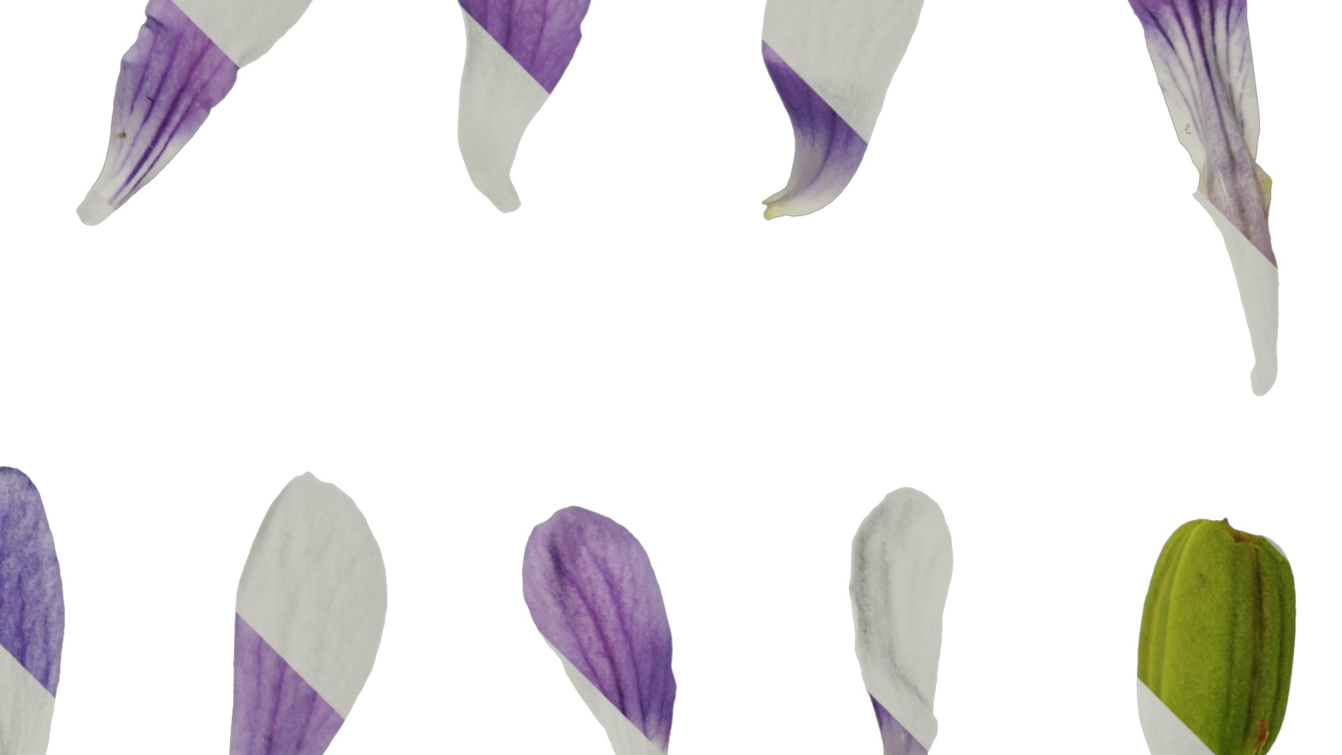 Anydrafts Viola philippica Flower 01 Texture_2