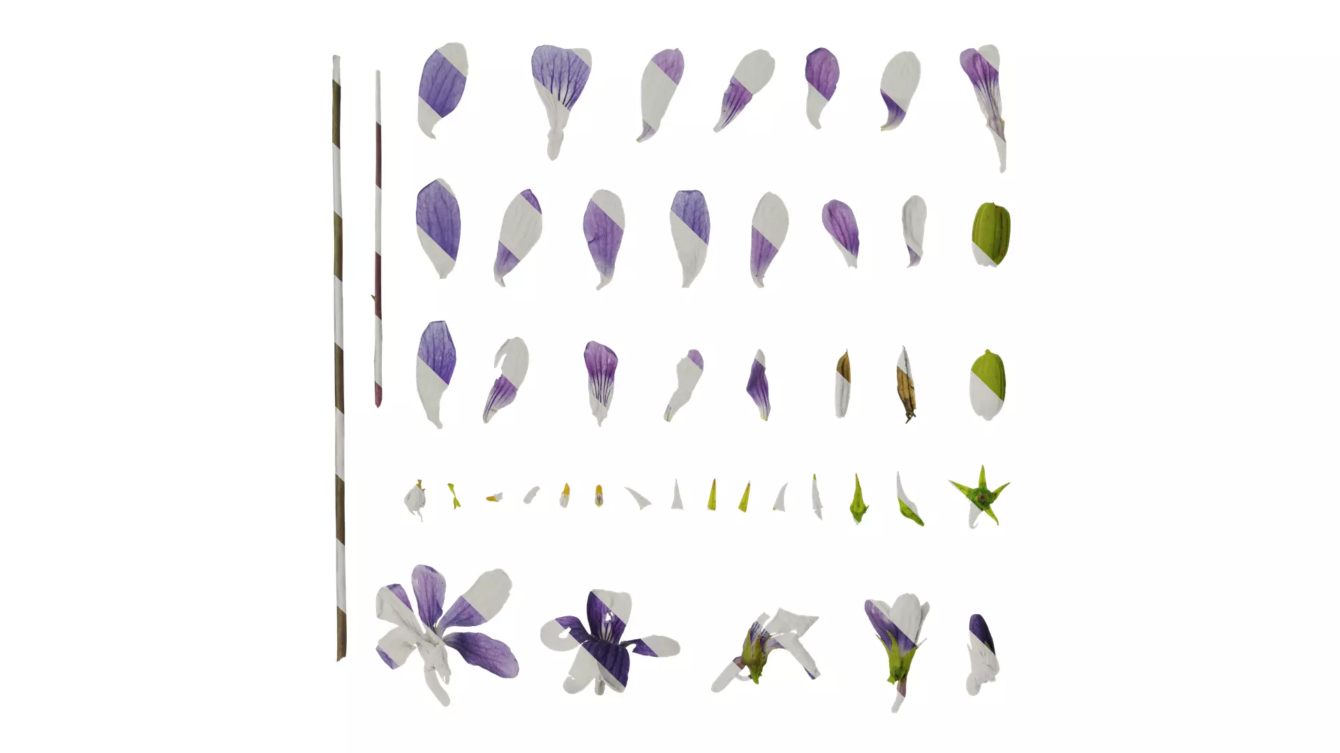 Anydrafts Viola philippica Flower 01 Texture_0