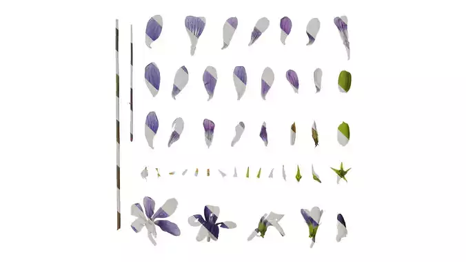 Anydrafts Viola philippica Flower 01