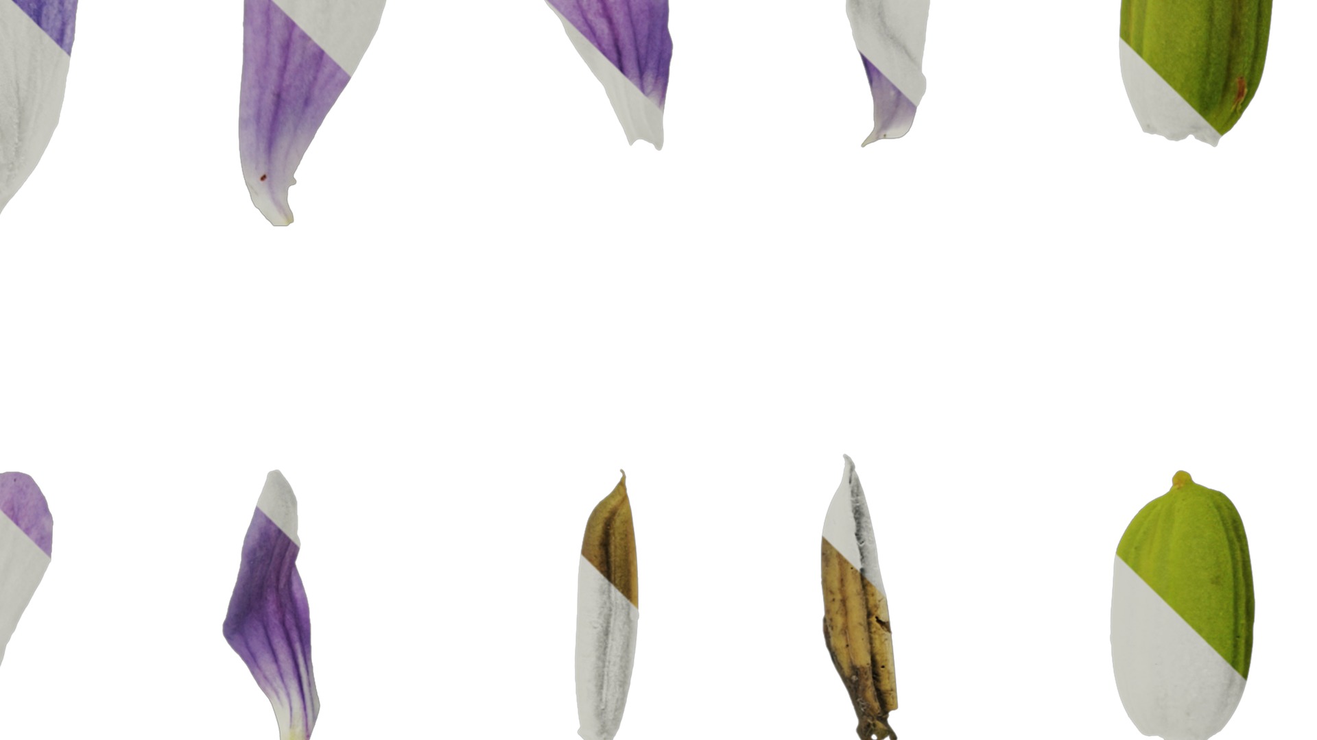 Anydrafts Viola philippica Flower 01 Texture_4