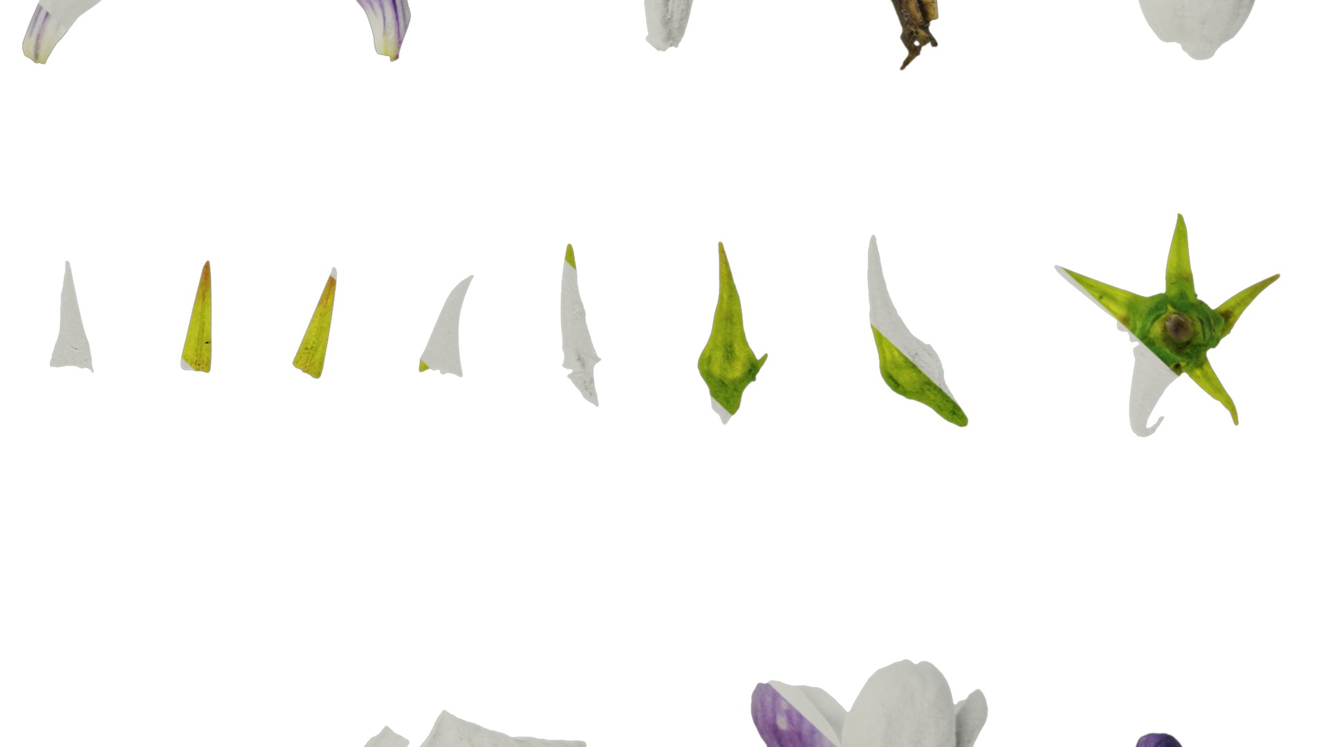 Anydrafts Viola philippica Flower 01 Texture_6