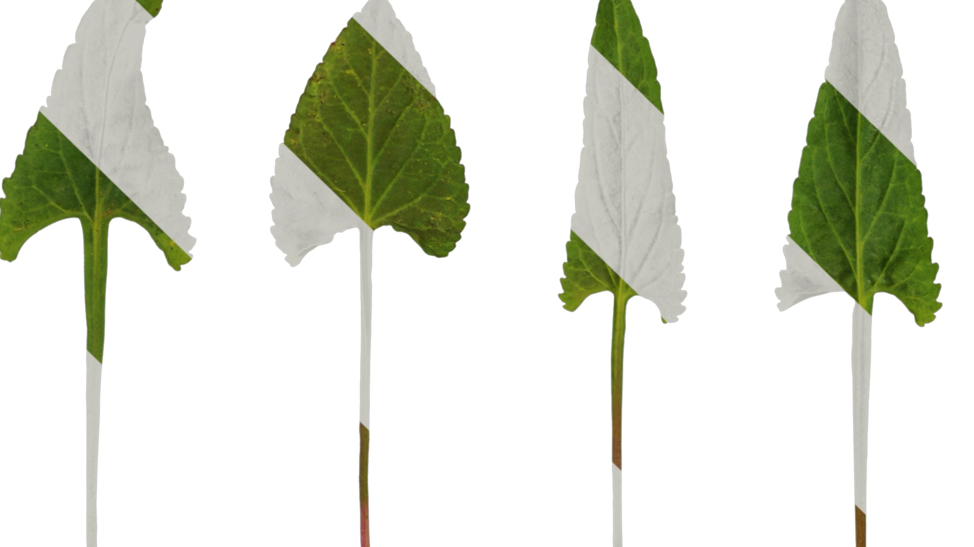 Anydrafts Viola philippica Leaf 01 Texture_1