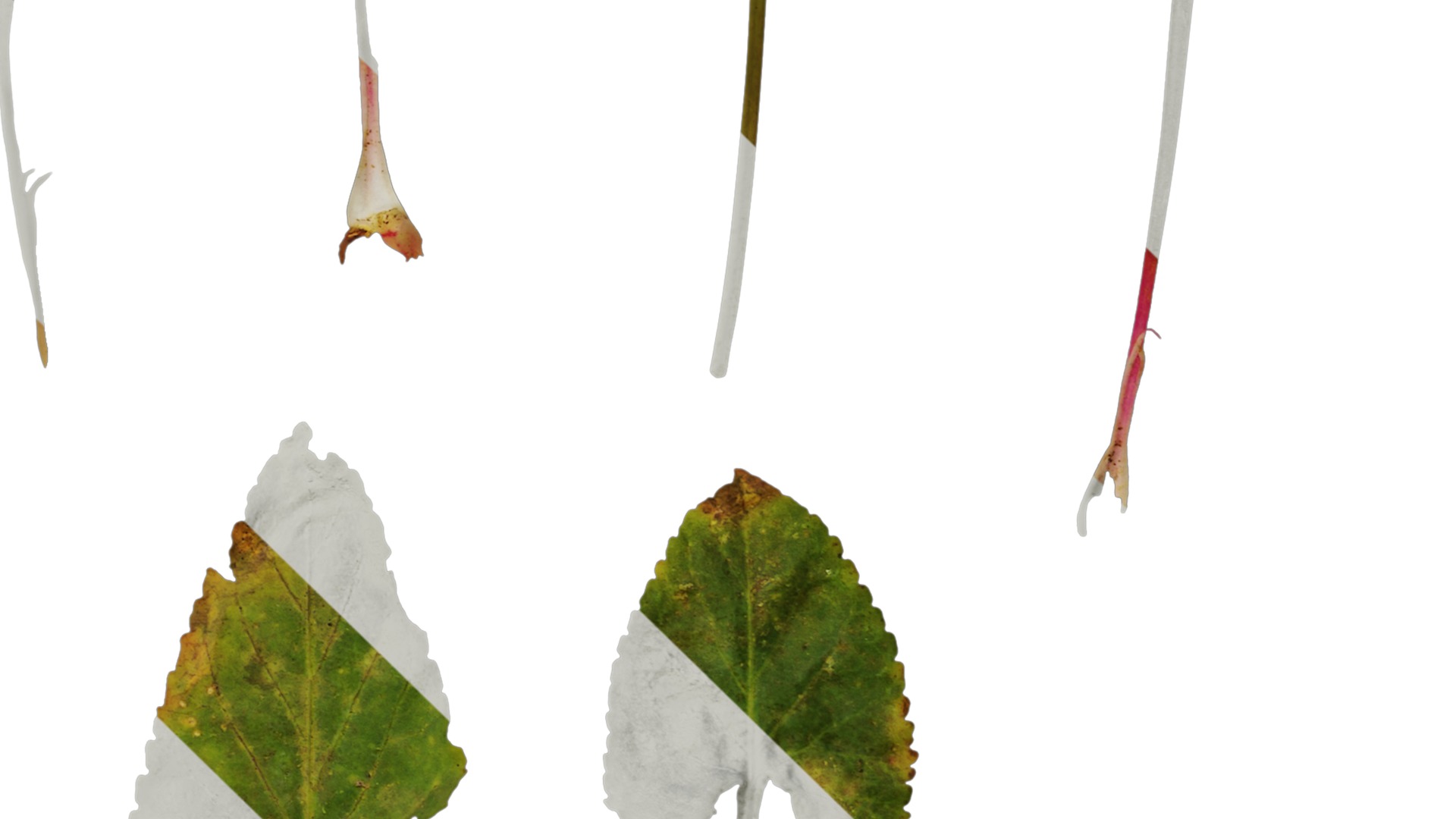 Anydrafts Viola philippica Leaf 01 Texture_4