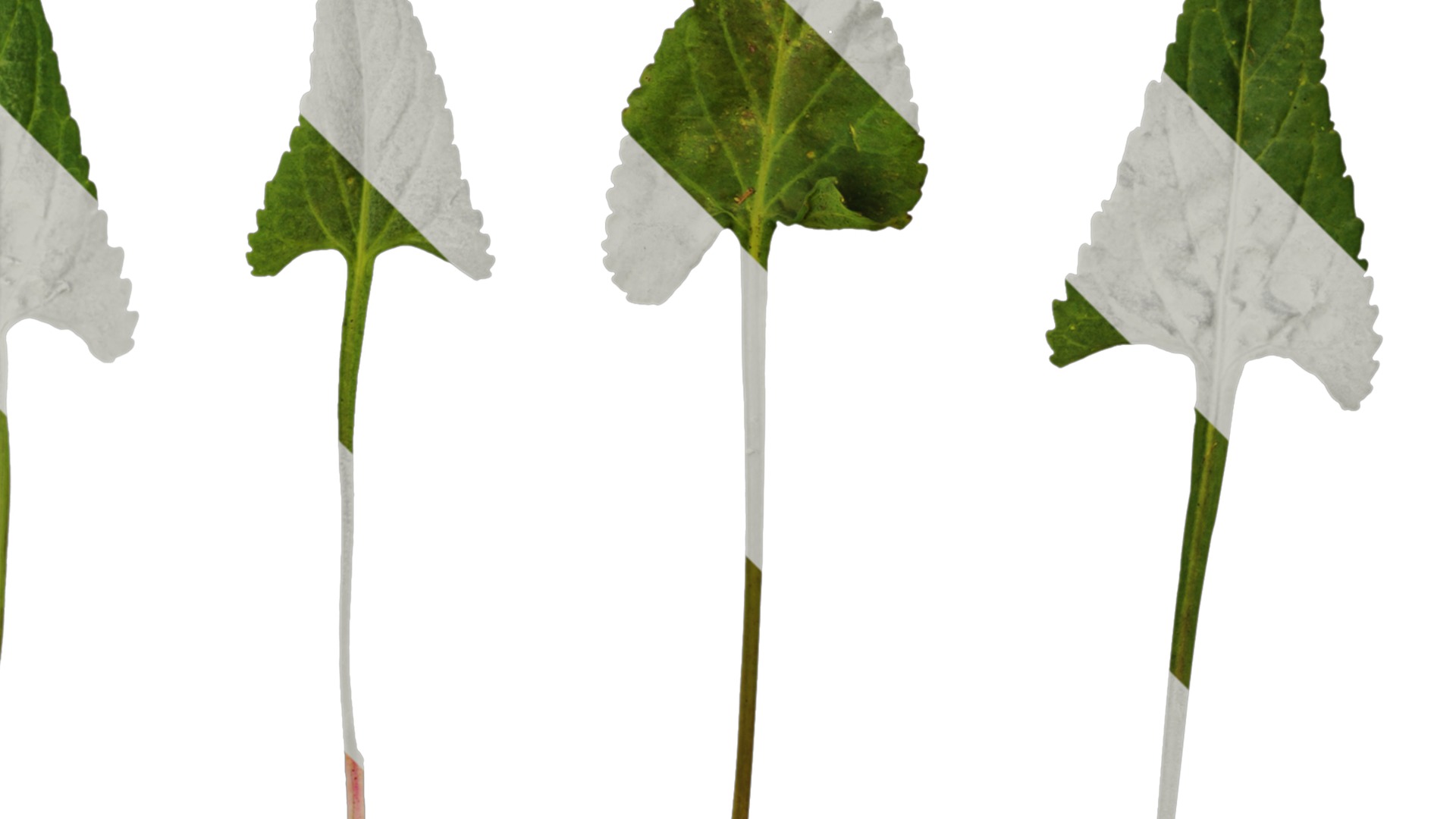 Anydrafts Viola philippica Leaf 01 Texture_2