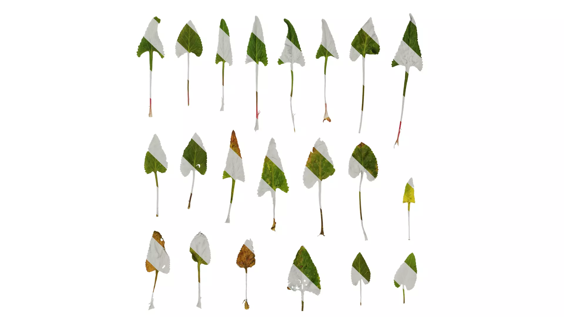 Anydrafts Viola philippica Leaf 01 Texture_0