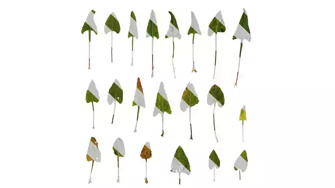 Anydrafts Viola philippica Leaf 01