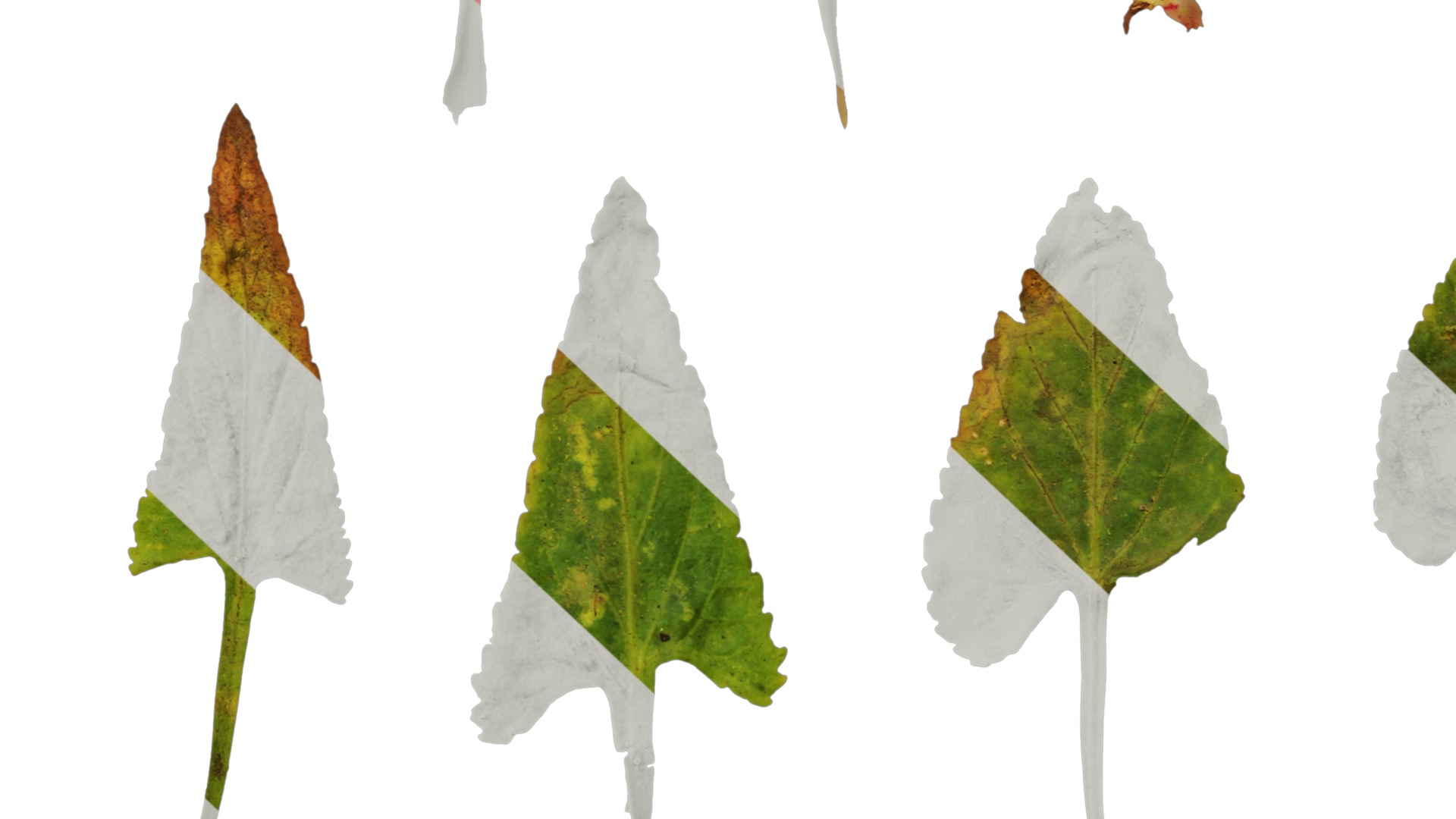 Anydrafts Viola philippica Leaf 01 Texture_7