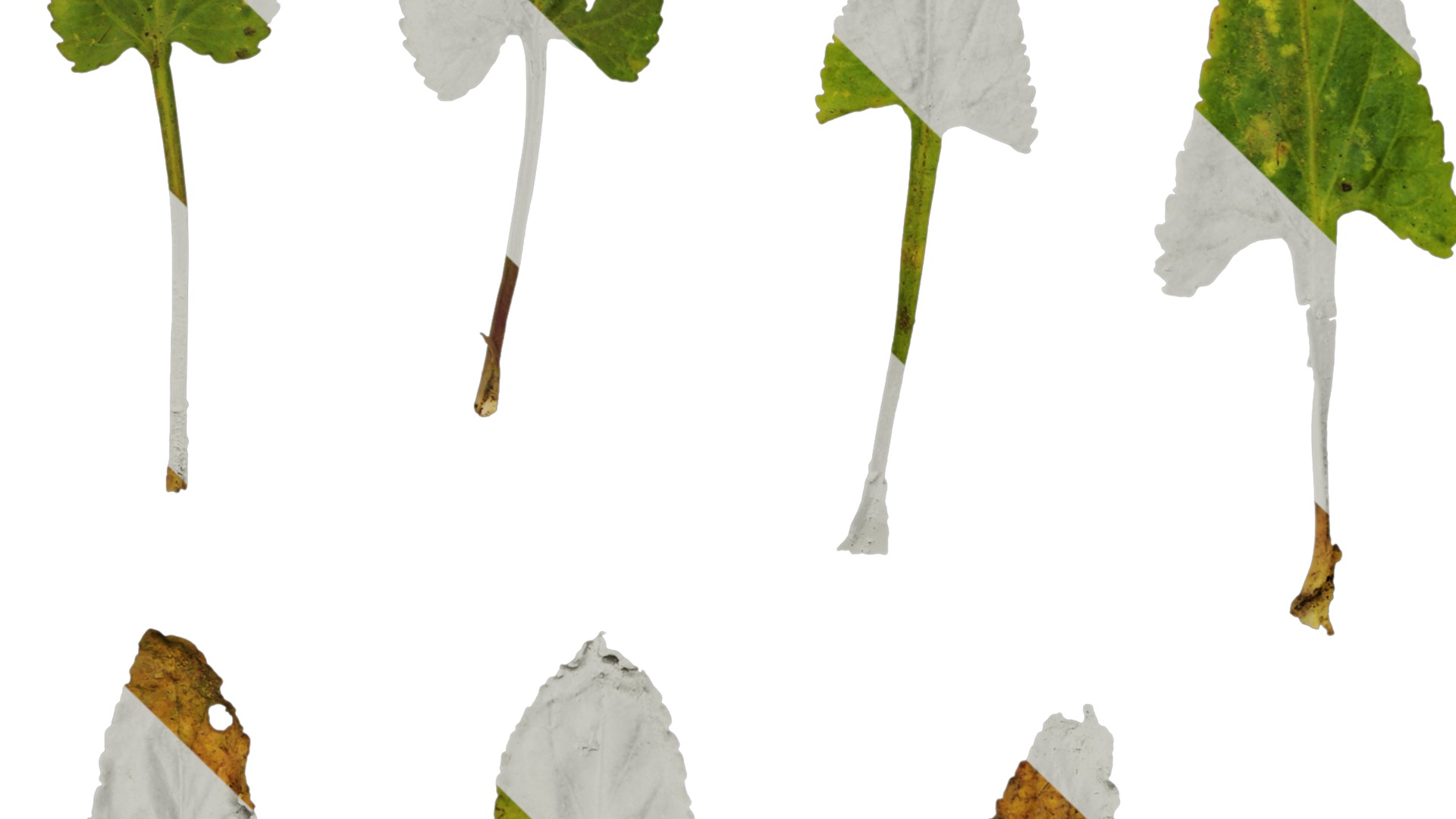 Anydrafts Viola philippica Leaf 01 Texture_5