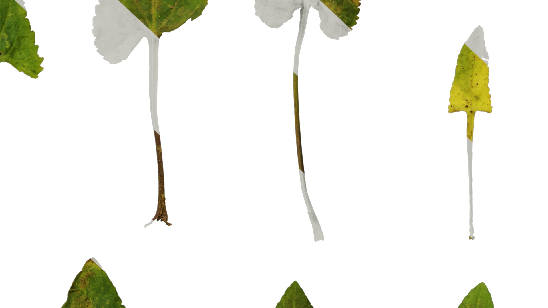 Anydrafts Viola philippica Leaf 01 Texture_6