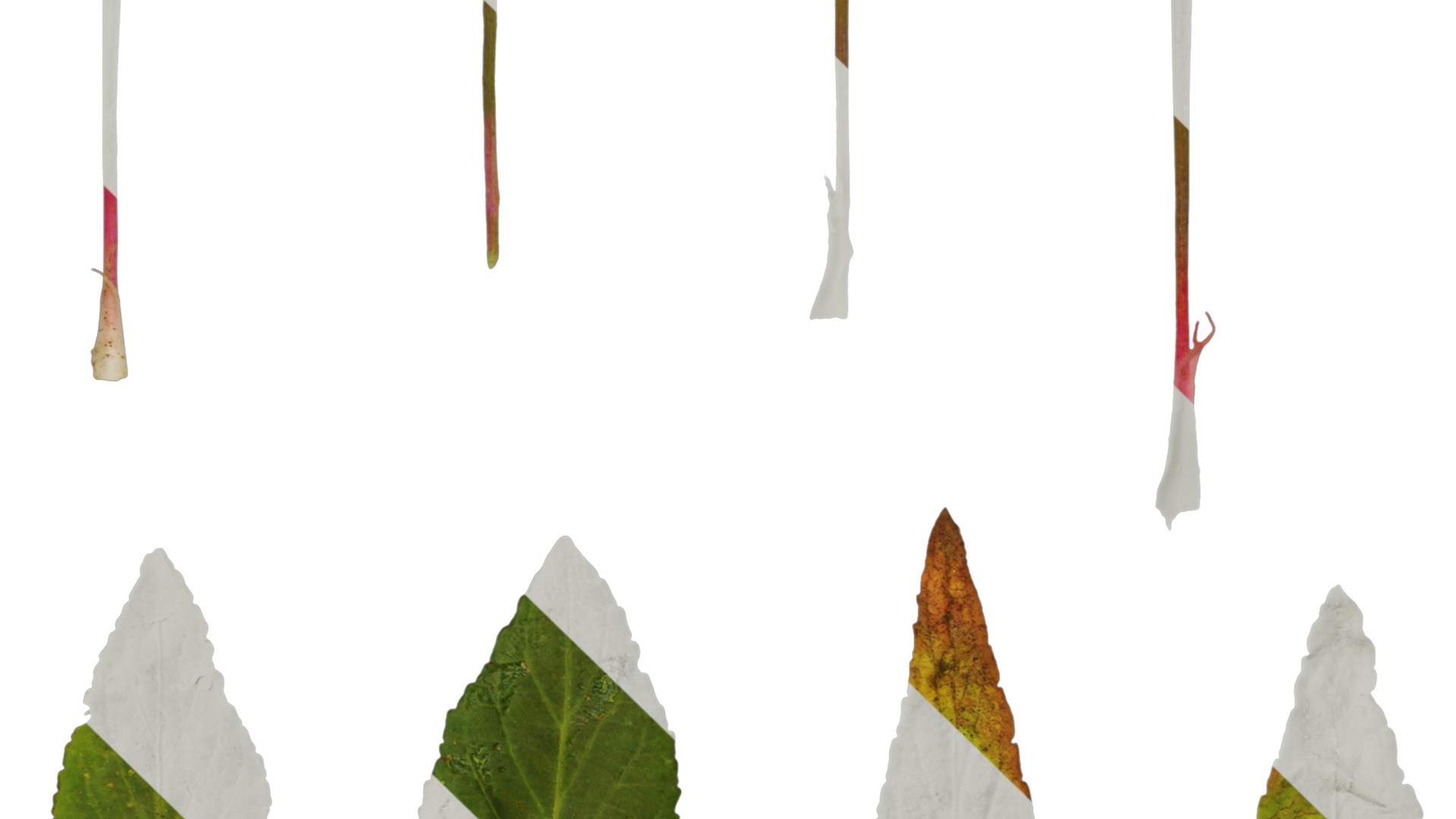 Anydrafts Viola philippica Leaf 01 Texture_3