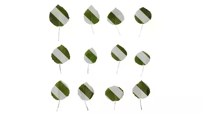 Anydrafts Populus tremula Leaf 01