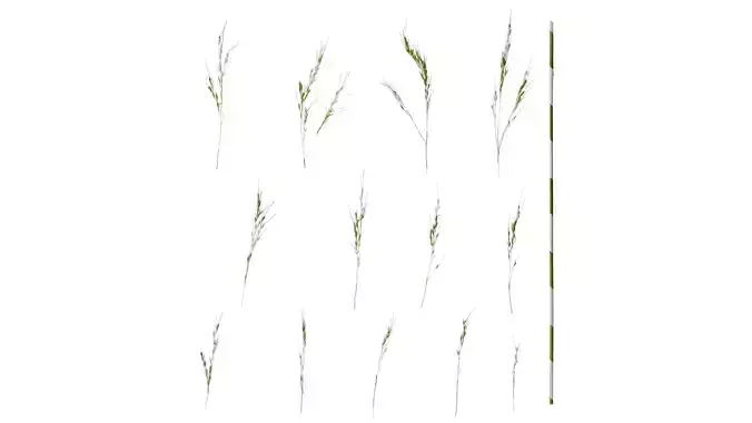 Anydrafts Achnatherum pekinense Flower 01