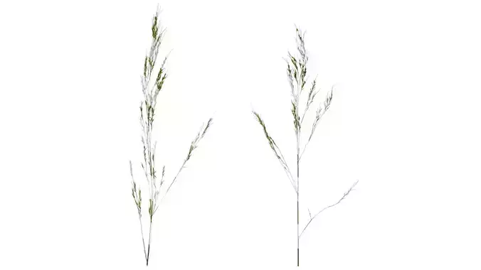 Anydrafts Achnatherum pekinense Flower 02