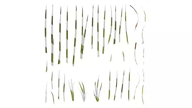 Anydrafts Acorus calamus Atlas 01