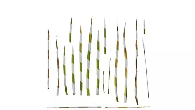 Anydrafts Acorus calamus Leaf 03