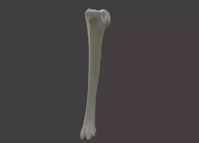 3D Model of Tibia Bone  3D print model