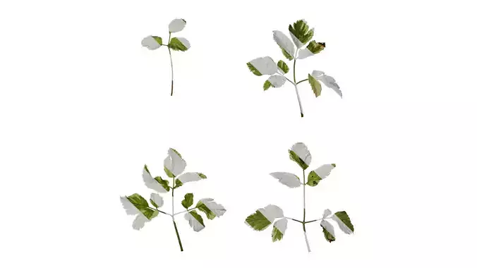 Anydrafts Aegopodium podagraria variegata Atlas 01 Texture
