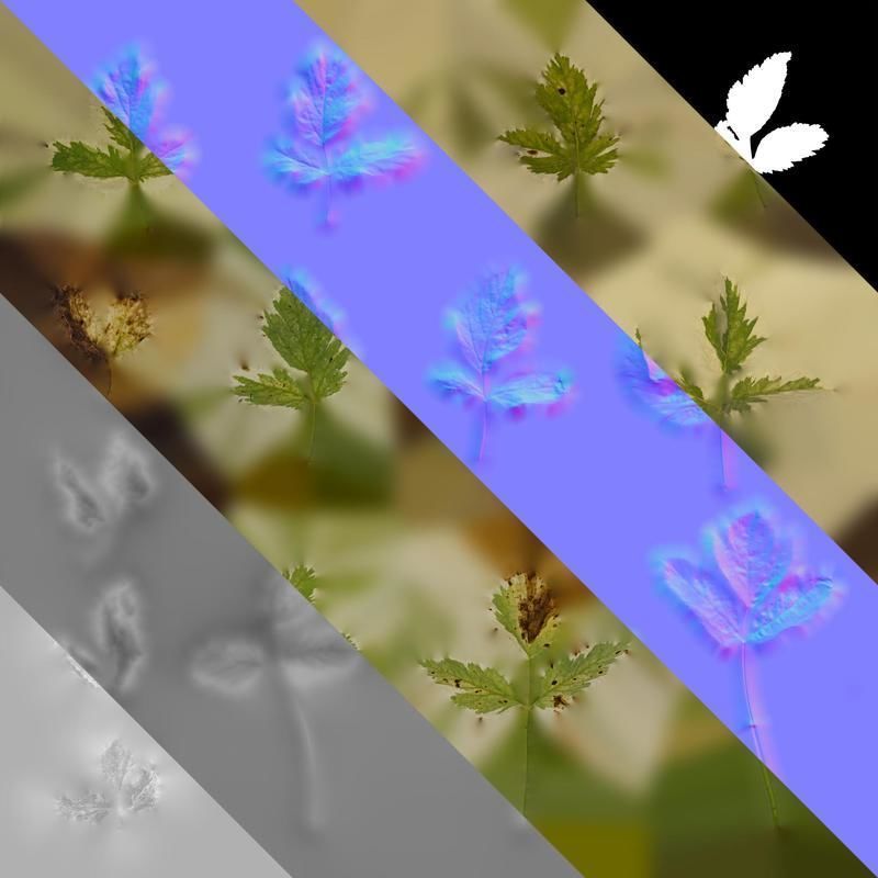 Anydrafts Aegopodium podagraria variegata Leaf 01 Texture_8