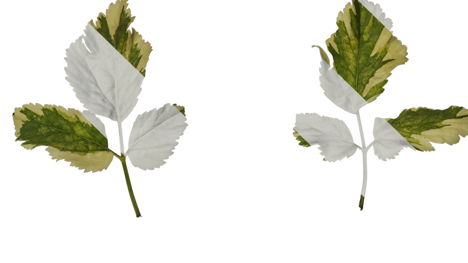 Anydrafts Aegopodium podagraria variegata Leaf 01 Texture_1