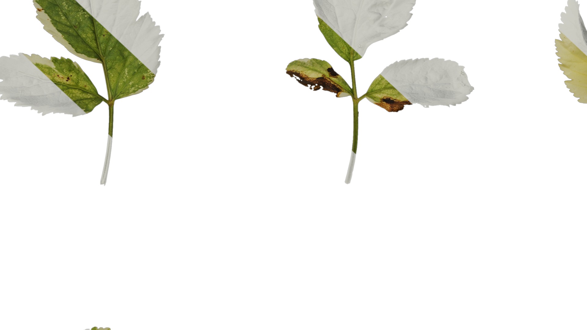 Anydrafts Aegopodium podagraria variegata Leaf 01 Texture_7