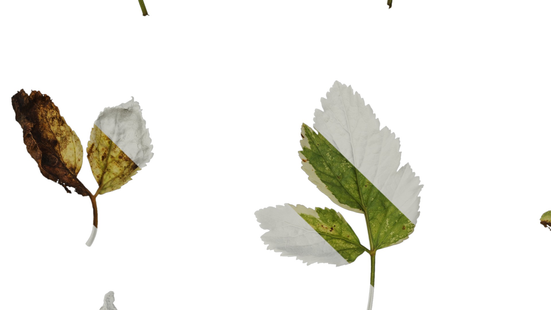 Anydrafts Aegopodium podagraria variegata Leaf 01 Texture_3