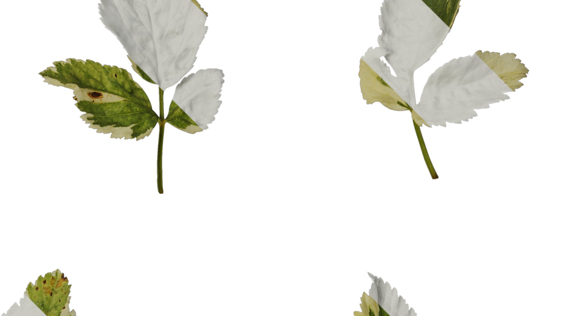 Anydrafts Aegopodium podagraria variegata Leaf 01 Texture_2