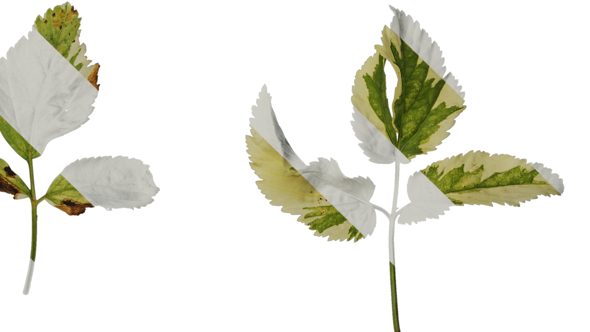 Anydrafts Aegopodium podagraria variegata Leaf 01 Texture_4