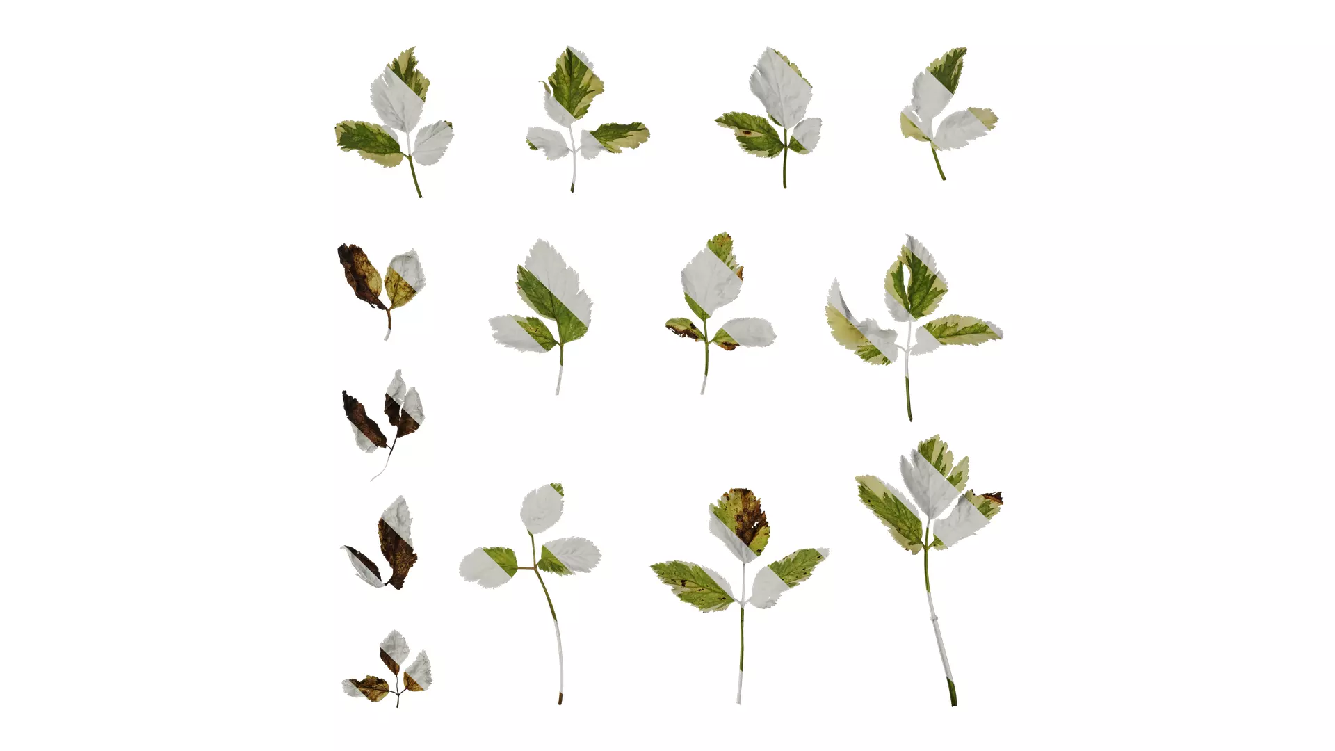 Anydrafts Aegopodium podagraria variegata Leaf 01 Texture_0