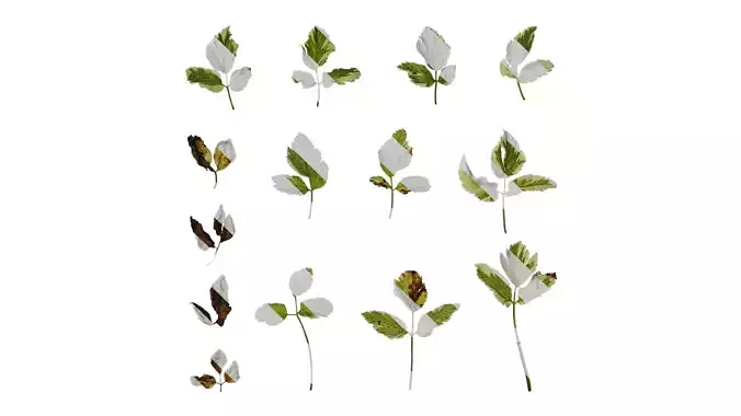 Anydrafts Aegopodium podagraria variegata Leaf 01