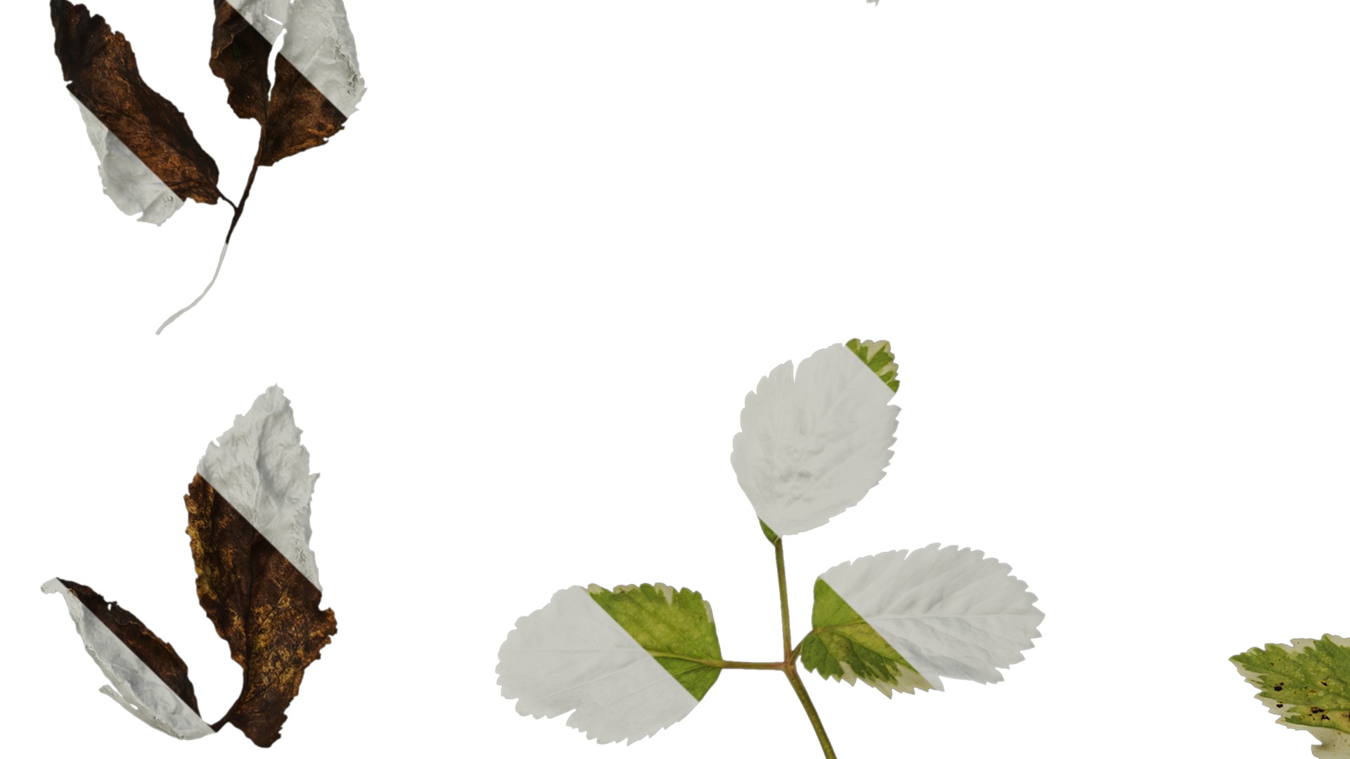 Anydrafts Aegopodium podagraria variegata Leaf 01 Texture_5