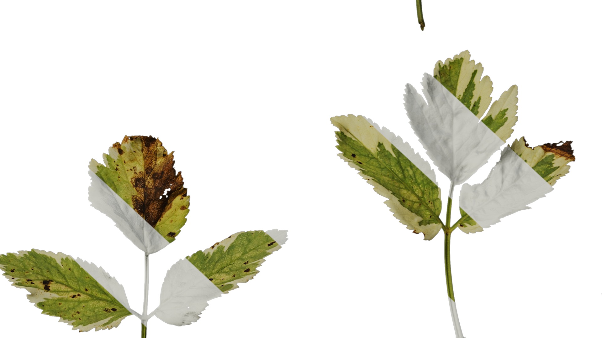 Anydrafts Aegopodium podagraria variegata Leaf 01 Texture_6