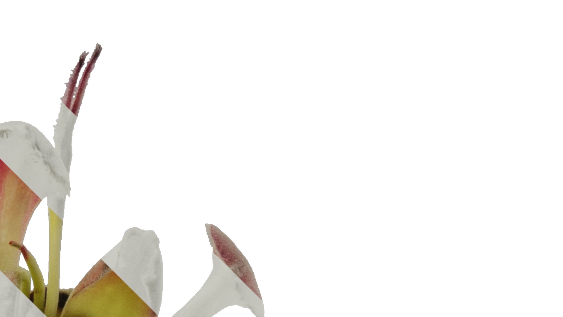 Anydrafts Protea cynaroides Flower 02 Texture_2